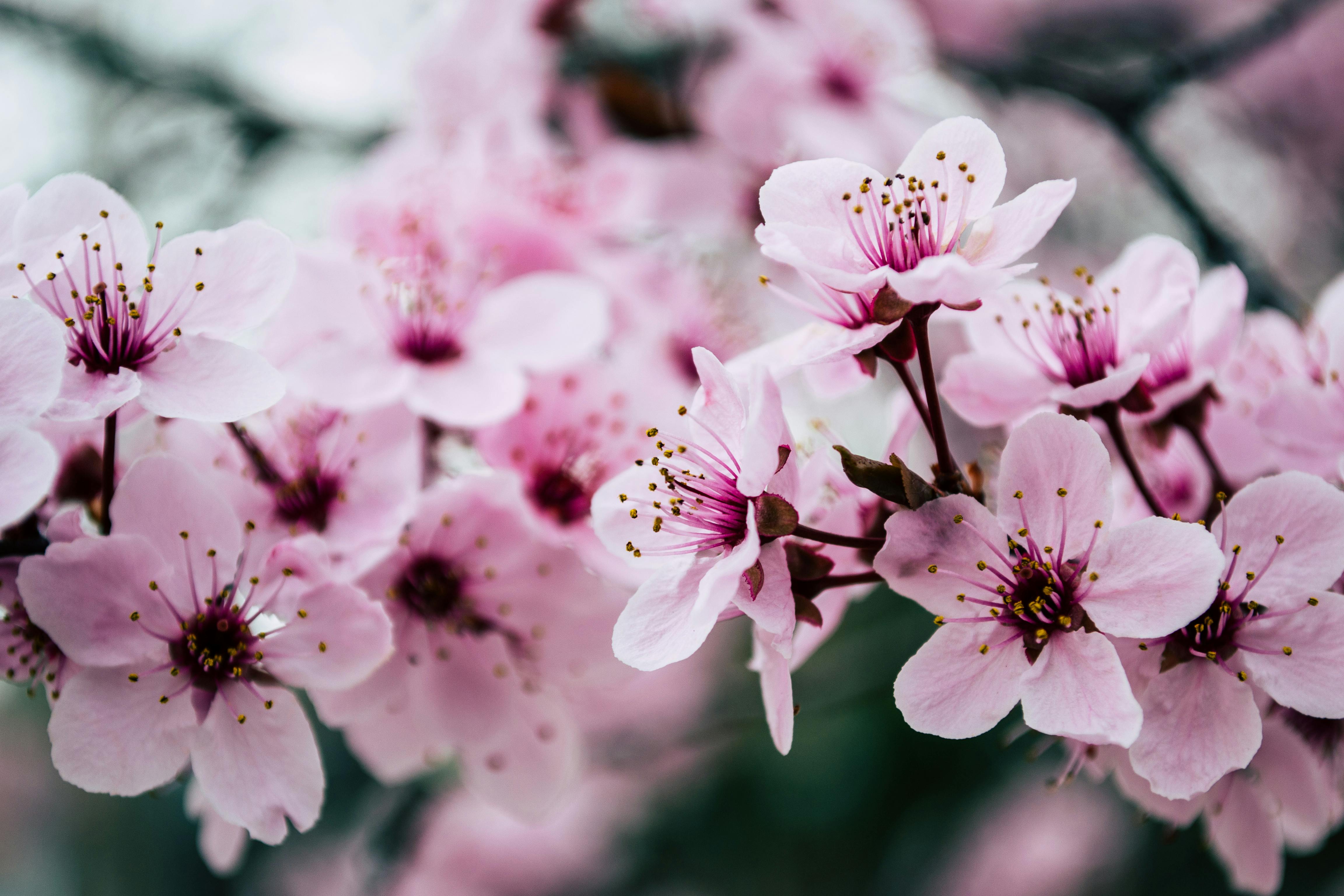 fleurs de cerisier